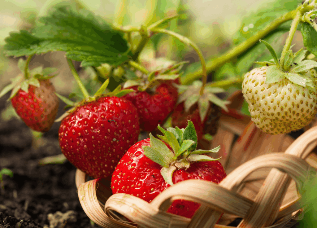 How to Grow Hydroponic Strawberries at Home (A Practical U.S. Guide)