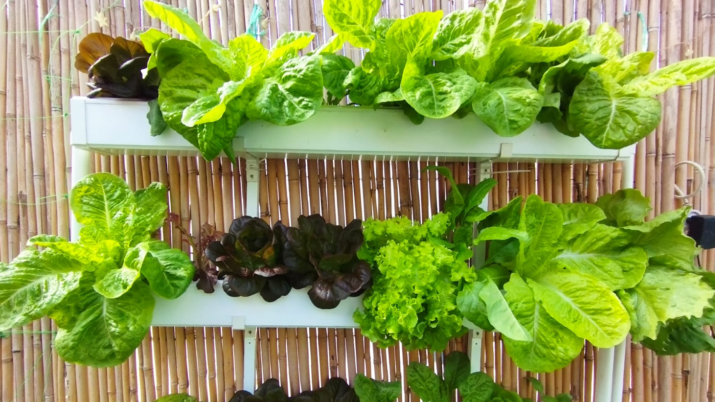 What to Grow First in Hydroponics (and Why It Matters More Than You Think)