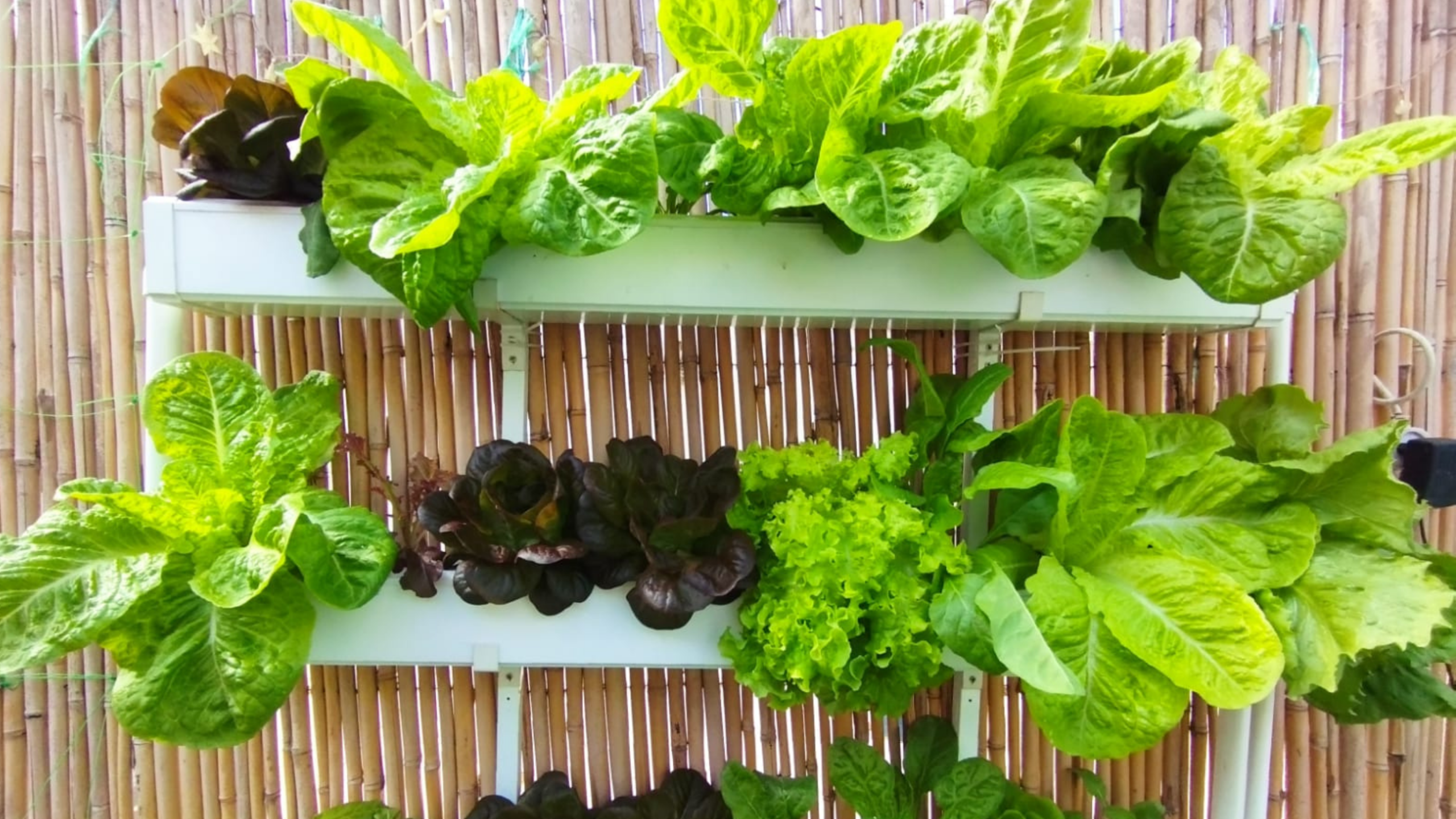 What to Grow First in Hydroponics (and Why It Matters More Than You Think)